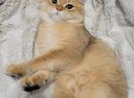 Chestnut - Scottish Straight Kitten For Sale - 