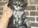 Evee litter - Maine Coon Kitten For Sale - Fate, TX, US