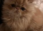 Red female - Persian Kitten For Sale - 