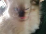 Snicker - Himalayan Kitten For Sale - 