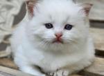 Chocolate bicolor - Ragdoll Kitten For Sale - Farmville, VA, US