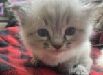 Selena - Siamese Kitten For Adoption - 