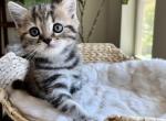 Scottish Straight Kittens - Scottish Straight Kitten For Sale - 