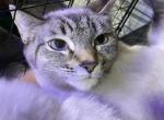 Debbie - Siamese Cat For Adoption - 