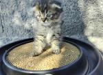 Tinsel - Scottish Fold Kitten For Sale - Keenesburg, CO, US