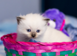 Sugar - Ragdoll Kitten For Sale - Winona, MN, US