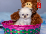 2 chains - Ragdoll Kitten For Sale - 