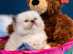 Sam - Ragdoll Kitten For Sale - Winona, MN, US