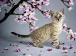 Calibri - Bengal Kitten For Sale - Tryon, NC, US