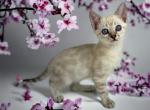 Solana - Bengal Kitten For Sale - Tryon, NC, US