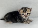 Kitty Pryde - Bengal Kitten For Sale - 