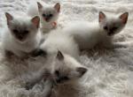 Trisha's litter - Balinese Kitten For Sale - Oklahoma City, OK, US