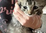 Siamese mainecoon mix - Domestic Kitten For Adoption - Boston, MA, US