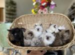 The Sunshine Bunch - Ragamuffin Kitten For Sale - Plummer, ID, US