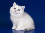 Tragus silver shaded ns 11 british shorthair - British Shorthair Kitten For Sale - CA, US