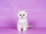 Carmen silver shaded british boy with emerald eyes - British Shorthair Kitten For Sale - CA, US