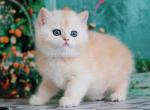 Gideon silver sunshine british shorthair boy - British Shorthair Kitten For Sale - CA, US