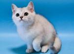 Kevin silver shaded scottish straight boy - Scottish Straight Kitten For Sale - CA, US