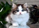 British Longhair Black Golden Bicolor Boy - British Shorthair Kitten For Sale - 