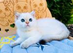 Finly blue eyed angel scottish straight boy - Scottish Straight Kitten For Sale - CA, US