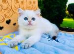 Max scottish straight boy with sky blue eyes - Scottish Straight Kitten For Sale - CA, US