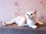 Silver ns 11 scottish straight boy with green eyes - Scottish Straight Kitten For Sale - CA, US