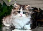 British Munchkin Longhair Girl - Munchkin Kitten For Sale - 