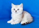 Omen silver scottish straight chunky boy - Scottish Straight Kitten For Sale - CA, US