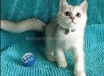 London ns 11 silver shaded scottish straight boy - Scottish Straight Kitten For Sale - CA, US