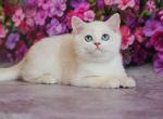 Edgar british shorthair black golden shell - British Shorthair Kitten For Sale - CA, US