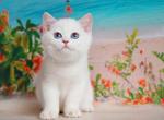 Ernest british shorthair golden chinchilla point - British Shorthair Kitten For Sale - CA, US