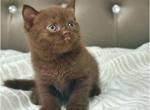 British - British Shorthair Kitten For Sale - Boston, MA, US