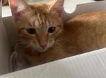 Whiskers - Domestic Kitten For Adoption - Grand Prairie, TX, US