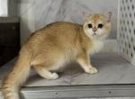 Antony - Scottish Straight Cat For Sale - 