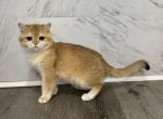 Boni - Scottish Straight Cat For Sale - 