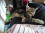 Fuzzy Lumpkins - Domestic Kitten For Sale - 