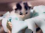 Fluffy poly - Polydactyl Kitten For Sale - Vancouver, WA, US