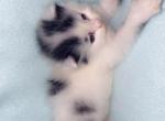 Fluffy poly - Polydactyl Kitten For Sale - 