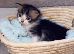 Fluffy queen - Polydactyl Kitten For Sale - 