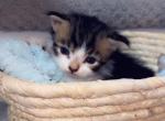 Cutie pie - Polydactyl Kitten For Sale - 