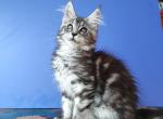 Grisha - Maine Coon Kitten For Sale - Gurnee, IL, US