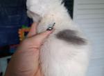 Cfa blue bicolor doll face persian kitten - Persian Kitten For Sale - Woodburn, IN, US