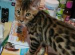 beautiful leopard looking Bengals - Bengal Kitten For Sale - Antioch, CA, US