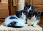 King Louis Elvira litter - Exotic Kitten For Sale - 