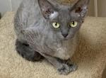 Trinity - Devon Rex Cat For Sale/Retired Breeding - Fleetwood, NC, US