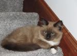 Mavy - Domestic Kitten For Sale - Tower City, PA, US