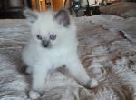 Blue Pointed Male Mitted Kitten Ragamuffin - Ragamuffin Kitten For Sale - 