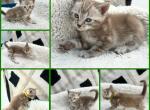 sheeted marbled snow mink boy - Bengal Kitten For Sale - Teaneck, NJ, US