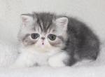 Malachi - Exotic Kitten For Sale - 