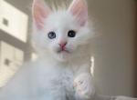 Hugo - Maine Coon Kitten For Sale - Miami, FL, US